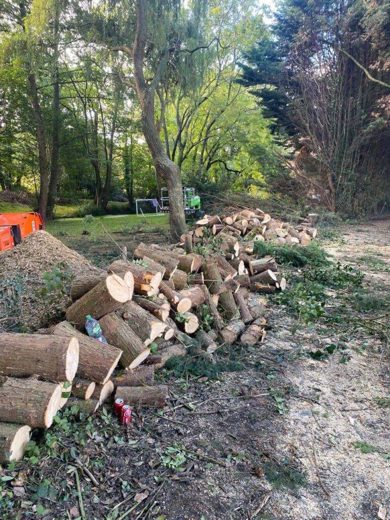 This is a photo of a wood area which is having multiple trees removed. The trees have been cut up into logs and are stacked in a row. Shefford Tree Surgeons