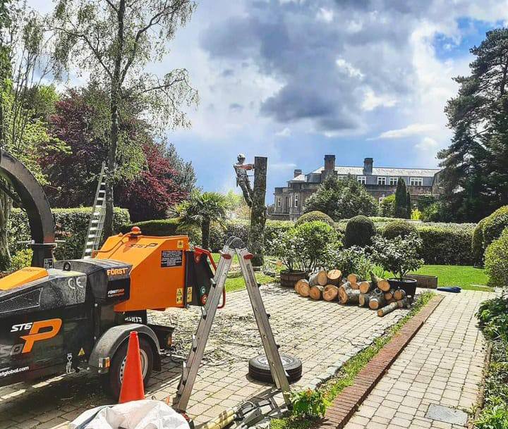 This is a photo of a tree being felled. A tree surgeon is currently removing the last section, the logs are stacked in a pile. Shefford Tree Surgeons